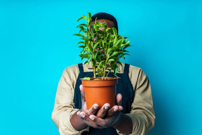 Creating the Perfect Indoor Environment for Your Plants